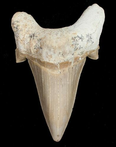 High Quality Otodus Shark Tooth Fossil #11545